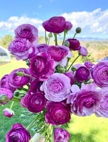 Pink White Mirabilis Flower Seeds for Planting – Heirloom NonGMO Organic Garden Seeds with High Germination
Sale for planting in home garden