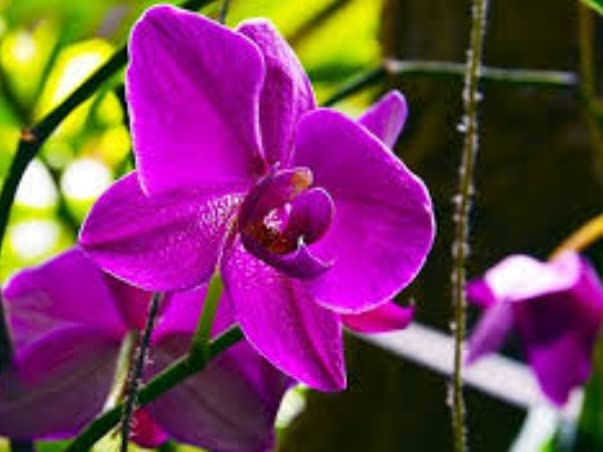 Mini Orchid Orchidaceae Flower Seeds for Planting for Home Garden