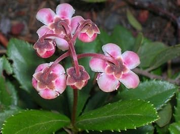 Red Chimaphila Flower seeds for Planting - Cottage Garden Essential, Heirloom & GMO Free Seeds for Home Garden
Sale seeds for home garden