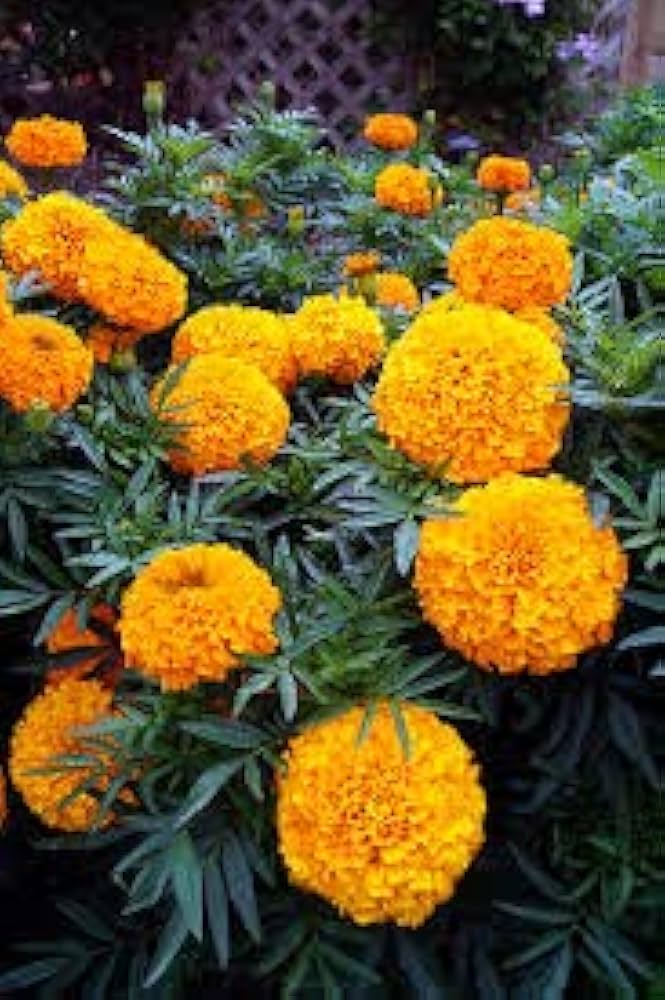 Marigold Seeds for Planting Tagetes Erecta flower bed vegetable garden