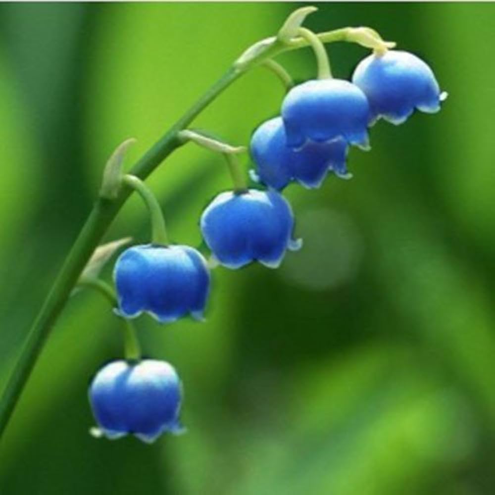 Violet Bell Orchid Flower Seeds for Planting