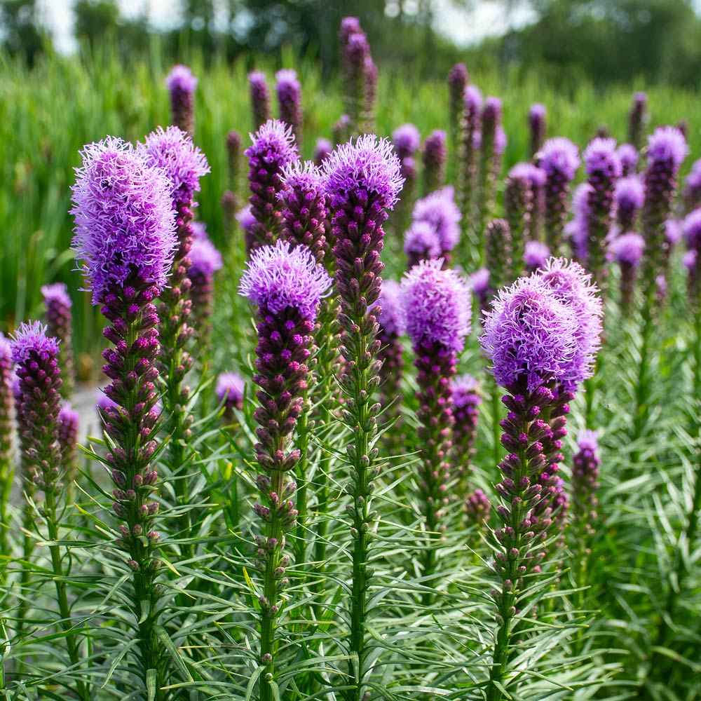 Liatris Flower Seeds for Planting Vibrant Perennial Blooms