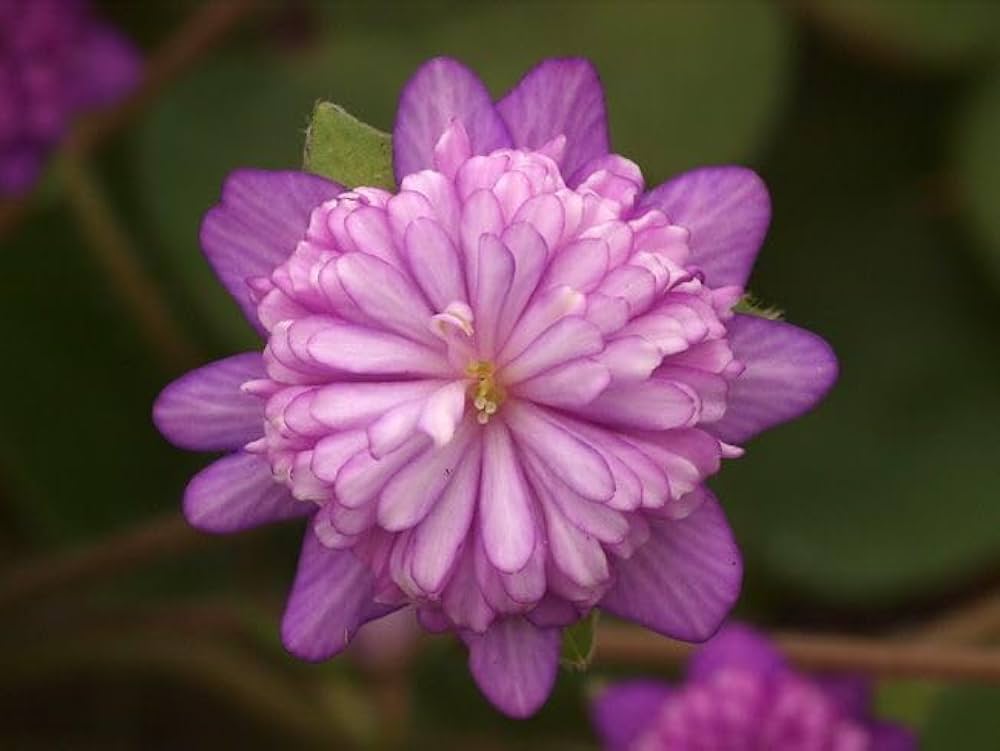 Alpine Flower Seeds for Planting Alpine Mix highland rock garden