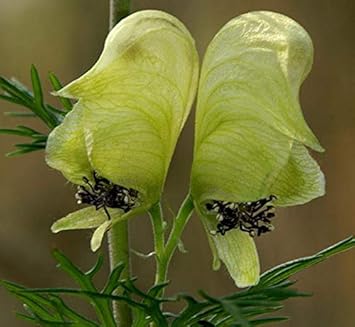 Light Green Aconitum Flower seeds blooming in flower beds, containers, borders, and pollinator-friendly gardens