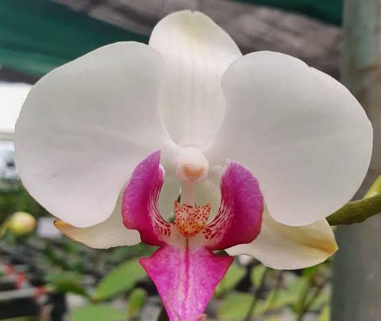 Phalaenopsis White Pink Flower seeds for Planting - Wildflower Mix, Heirloom & GMO Free Seeds for Home Garden Sale