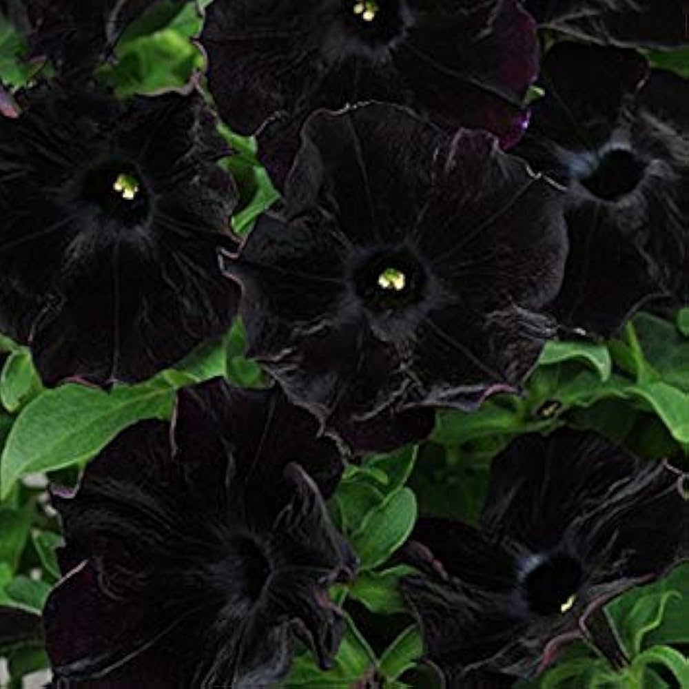 Petunia Bonsai Balcony Garden Flower Seeds