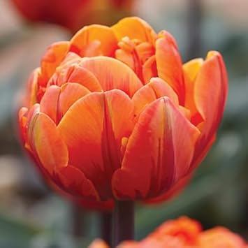 Tulip Flower seeds for Planting Fragrant Blossoms Heirloom & GMO Free Seeds for Home Garden
Sale for planting in home garden