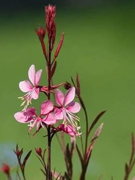 Pink Gaura Flower seeds blooming in flower beds, containers, borders, and pollinator-friendly gardens