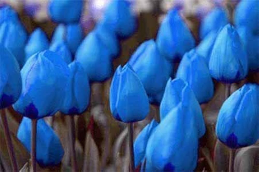 Tulip Blue Flower seeds for Planting - Hardy Variety, Heirloom & GMO Free Seeds for Home Garden