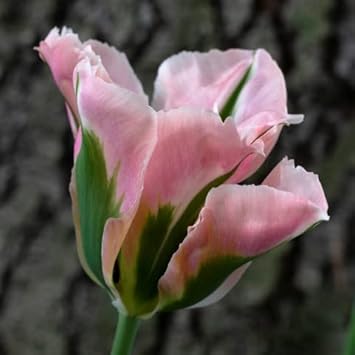 Green Pink Tulip Flower seeds blooming in flower beds, containers, borders, and pollinator-friendly gardens