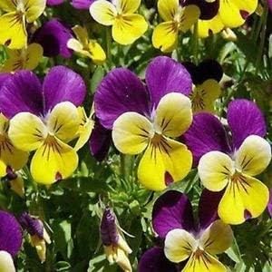 Mixed Viola Tricolor Flower seeds blooming in flower beds, containers, borders, and pollinator-friendly gardens