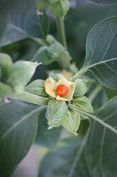 Orange Somnifera Flower seeds blooming in flower beds, containers, borders, and pollinator-friendly gardens