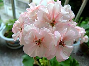 Light Pink Miniature Rose Seeds for Planting Colorful Display Heirloom & GMO Free Seeds for Home Garden
Sale for planting in home garden
