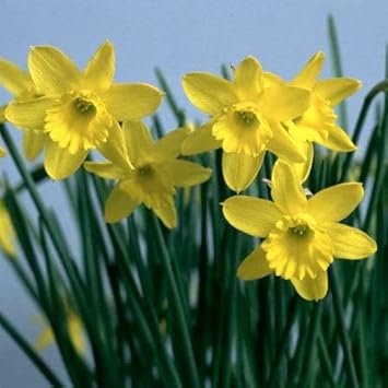 Light Yellow Narcissus Flower seeds blooming in flower beds, containers, borders, and pollinator-friendly gardens
