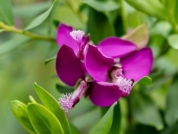 Polygala Myrtifolia Flower seeds for Planting - Hardy Variety, Heirloom & GMO Free Seeds for Home Garden
Sale seeds for home garden