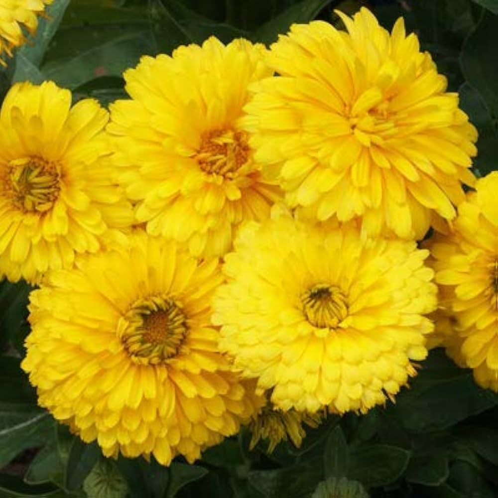 Calendula Golden Emperor Seeds for Planting Cottage Garden Flower Beds