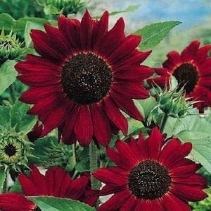 Dark Red Sunflower Seeds for Planting, Heirloom Non-GMO, High Germination Organic Garden Seeds
Sale seeds for home garden