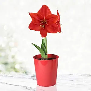 Amaryllis Seeds, Barbados Lily Flower Seeds
