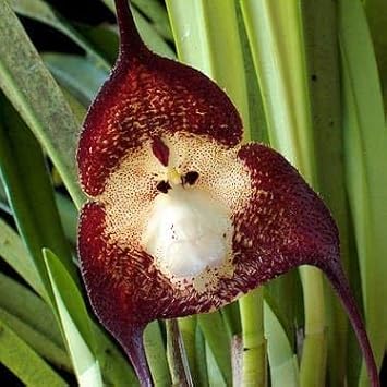 Monkey Orchid Flower seeds blooming in flower beds, containers, borders, and pollinator-friendly gardens