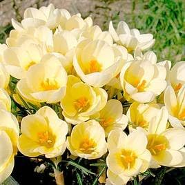 Yellow Primrose Flower Seeds for Planting – Shade Tolerant Heirloom & GMO Free Seeds for Home Garden
Sale for planting in home garden
