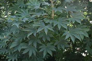 Kalopanax Septemlobus Aralia Seeds for Planting - Long Bloom Season, Heirloom & GMO Free Seeds for Home Garden
Sale seeds for home garden