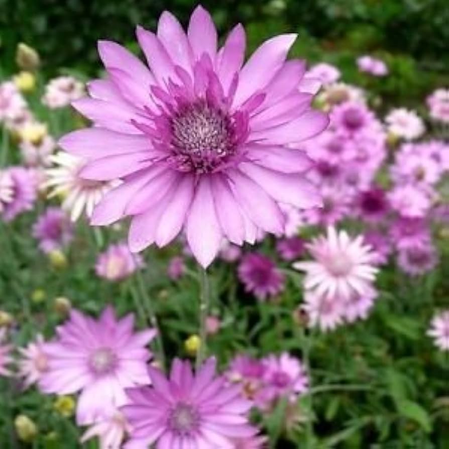 Lavender Xeranthemum Flower seeds blooming in flower beds, containers, borders, and pollinator-friendly gardens