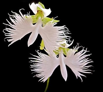 Heirloom Radiata Flower seeds blooming in flower beds, containers, borders, and pollinator-friendly gardens
