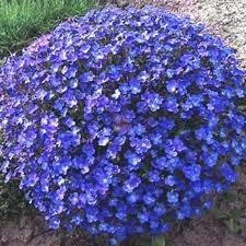 Aubrieta Perennial Flower seeds for Planting - Garden Favorite, Heirloom & GMO Free Seeds for Home Garden
Sale seeds for planting in home garden