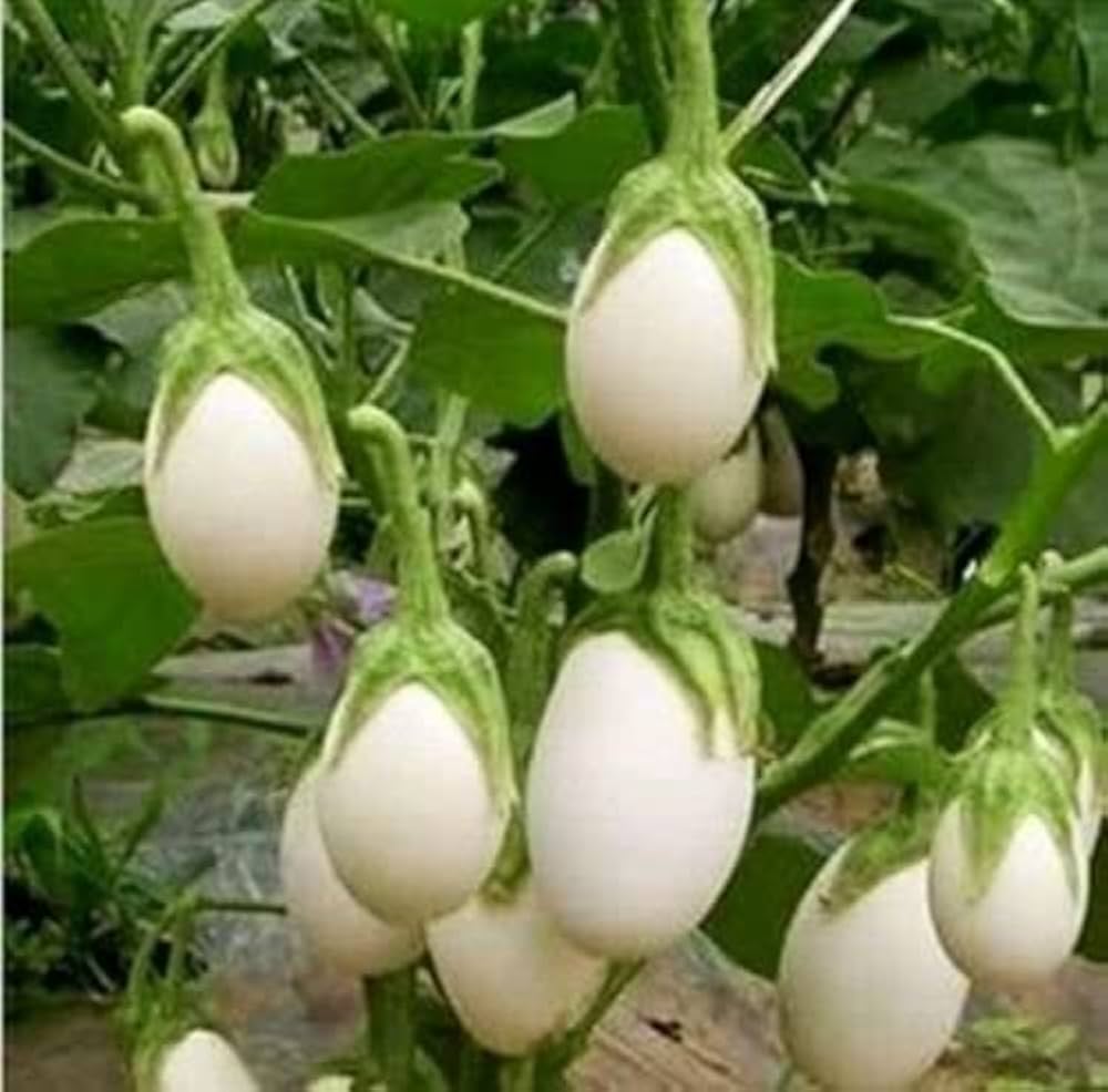 White Eggplant Seeds for Planting Seed for Flavorful Vegetables in Your Home Garden