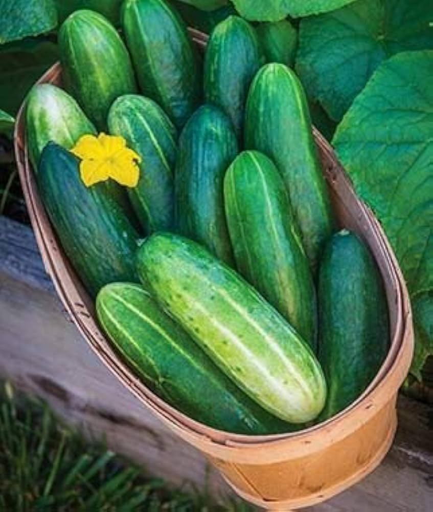Octopus Cucumber Vegetable Seeds for Planting