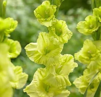 Gladiolus Dark Green Flower seeds blooming in flower beds, containers, borders, and pollinator-friendly gardens