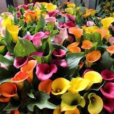 Mixed Calla Lily Flower seeds for Planting - Colorful Display, Heirloom & GMO Free Seeds for Home Garden
Sale seeds for home garden