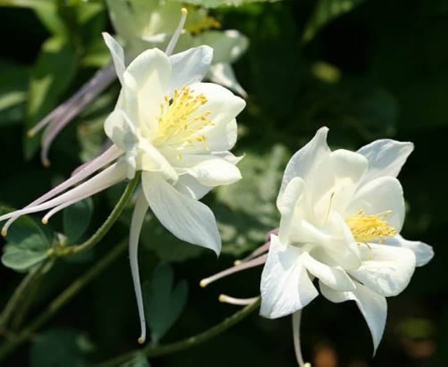 Mixed Aquilegia Columbine Seeds Aquilegia for Planting in Flower Bed & Garden
