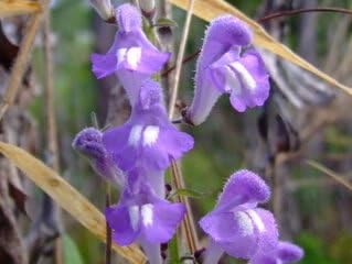 Blue Skullcap Flower seeds for Planting - Shade Tolerant, Heirloom & GMO Free Seeds for Home Garden
Sale seeds for planting in home garden
