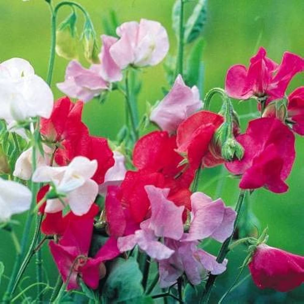 Pea Flower seeds for Planting Bright Blooms Heirloom & GMO Free Seeds for Home Garden