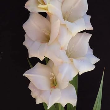 Cream White Gladiolus Flower seeds for Planting Full Bloom Heirloom & GMO Free Seeds For Home Garden
Sale for planting in home garden
