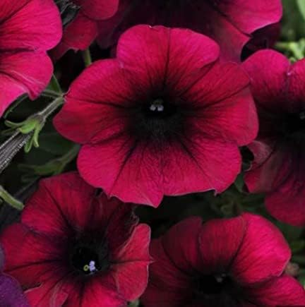 Burgundy Petunia Flower seeds for Planting - Shade Tolerant, Heirloom & GMO Free Seeds for Home Garden
Sale seeds for home garden