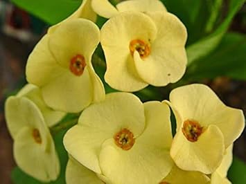 Crown of Thorn Flower seeds for Planting - Premium Quality, Heirloom & GMO Free Seeds for Home Garden
Sale seeds for home garden