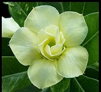 Green Black Adenium Obesum Flower seeds for Planting Fragrant Blossoms Heirloom & GMO Free Seeds for Home Garden
Sale for planting in home garden