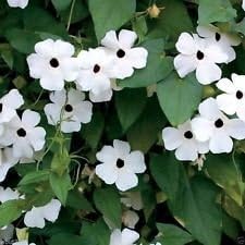 White Thunbergia Flower seeds for Planting - Bright Blooms, Heirloom & GMO Free Seeds for Home Garden
Sale seeds for planting in home garden