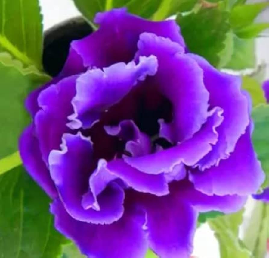 Gloxinia Seeds for Planting - Ideal for Flower Bed & Indoor Garden