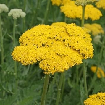 Yarrow Flower seeds for Planting - Low Maintenance, Heirloom & GMO Free Seeds for Home Garden
Sale seeds for home garden