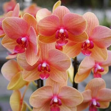 Pink Yellow Phalaenopsis Orchid Seeds Flower seeds for Planting Premium Quality Heirloom & GMO Free Seeds for Home Garden
Sale for planting in home garden