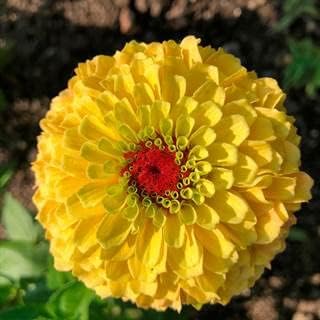 Yellow Red Zinnia Flower seeds for Planting - Cut Flower Favorite, Heirloom & GMO Free Seeds for Home Garden
Sale seeds for home garden