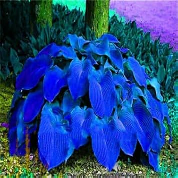 Caladium Leaf Flower seeds for Planting - Cottage Garden Essential, Heirloom & GMO Free Seeds for Home Garden
Sale seeds for home garden