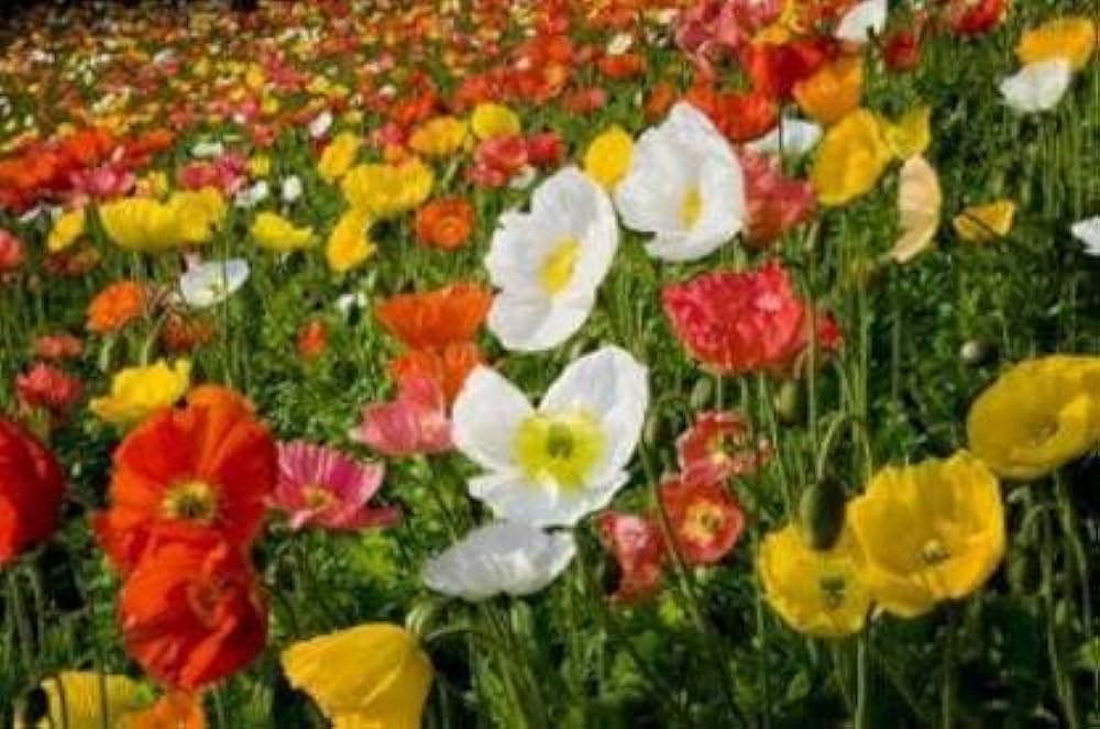 Iceland Poppy Mix Papaver nudicaule Seeds for Planting in Flower Beds