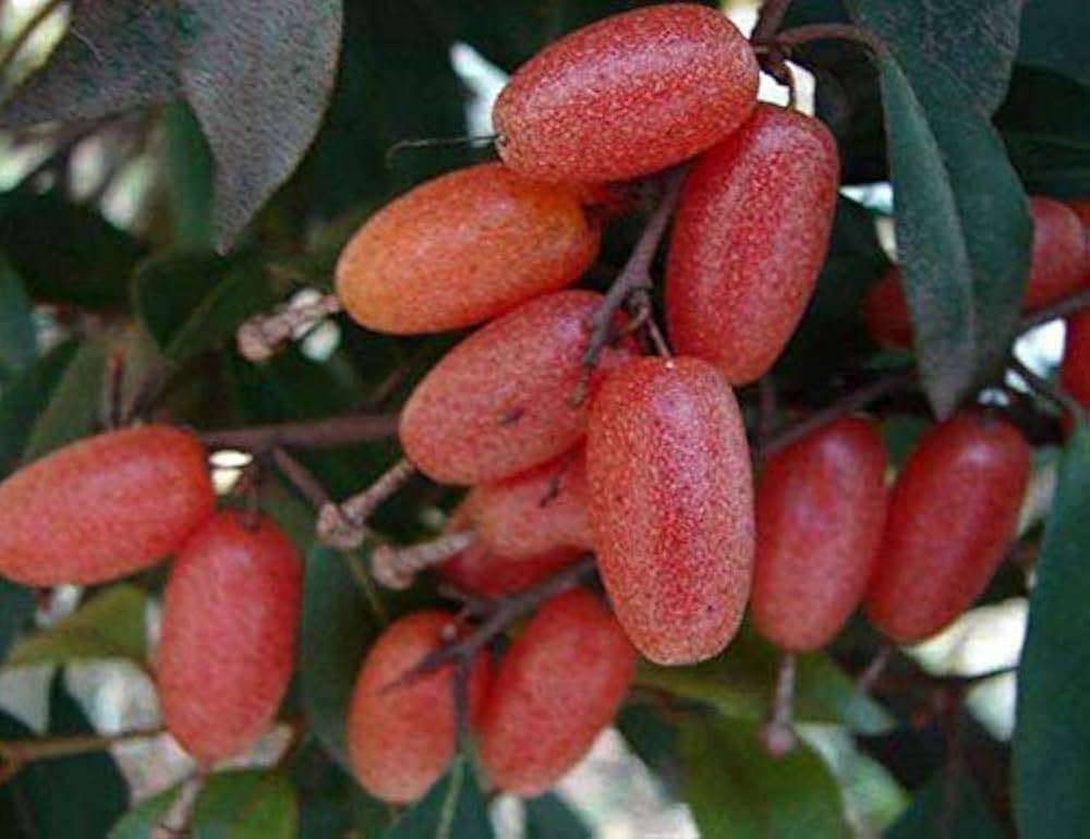 Silverberry Seeds for Planting - Hardy and Resilient Plant Seeds