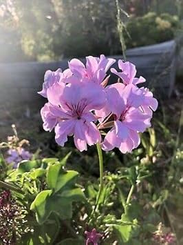 Lavender Geranium Flower seeds blooming in flower beds, containers, borders, and pollinator-friendly gardens