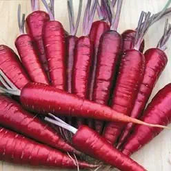 Purple Dragon Carrot Seeds for Unique, Colorful Carrots