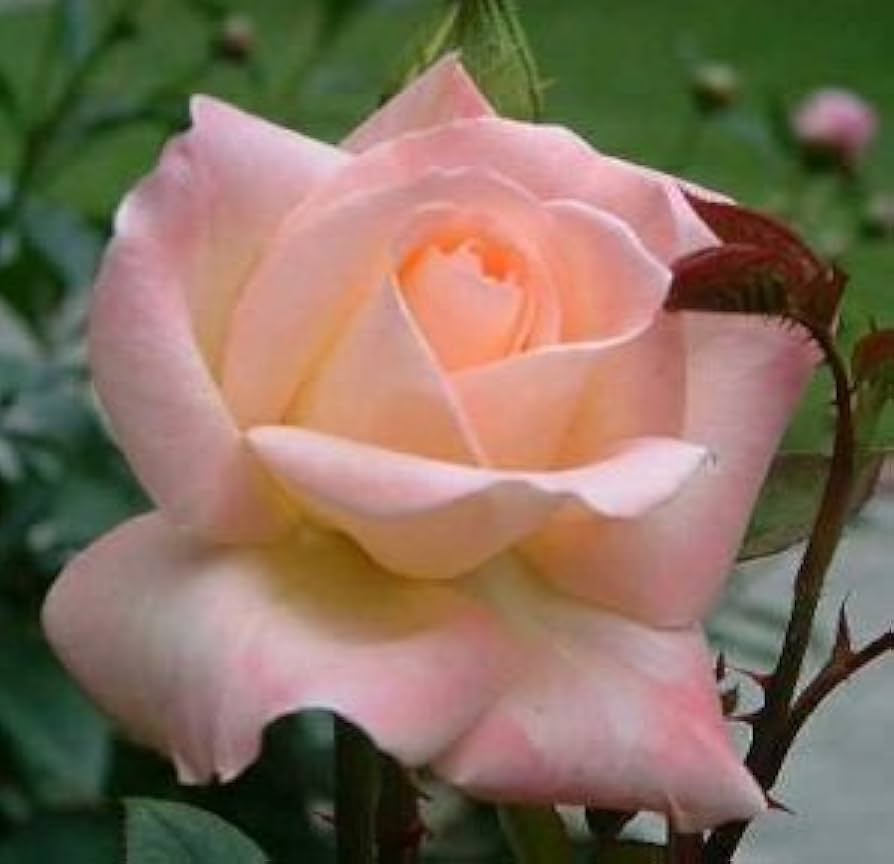 Rose Rosa spp. Seeds for Planting - Perfect for Flower Bed & Urban Garden